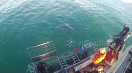 Great white shark diving