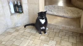 Cat has a unique way to drink water while in the shower