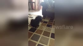 Newsflare Edit - Our puppy deco giving hi 5...