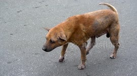 Itchy dog with bad case of mange