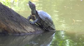 Terrapin avoids foraging monitor lizard