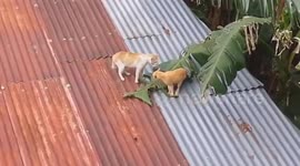 cat fights