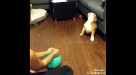 Bulldog puppy plays with balloon