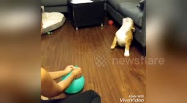 Newsflare Edit - Bulldog puppy plays with balloon
