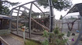 Bandon OR. Game Park Safari. Chimp claps, dances, spits water on people.
