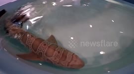 Petting Leopard Sharks at Ocean World, CA. GoPro Hero 4
