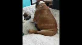 Darla nods yes when asked if she misses her aunties