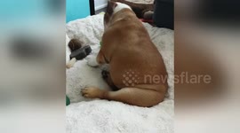 Newsflare Edit - Darla nods yes when asked if she misses her aunties