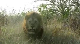 Lion Charge Car - Listen to the Child's Commentary ! Kruger National Park.