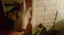 Cookie Crazed Clyde the Goat