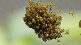 BABY SPIDERS European Garden Spider