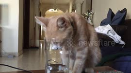 Thirsty Cat
