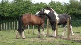 Horses Grooming each other