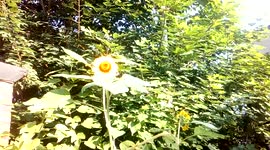 City Gardens in Philadelphia, Point Breeze