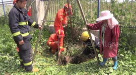 Firefighters rescue 200 kg buffalo from well