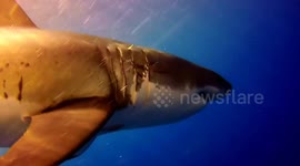 Great White Sharks off Isle Guadalupe
