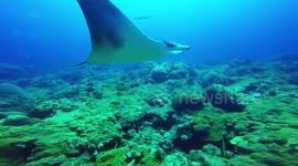 Manta Ray