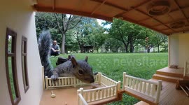 YouTuber 'gives back to the squirrel community'