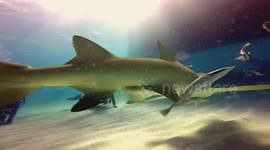 Friendly Little Lemon Shark