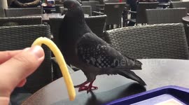 Pigeon likes McDonalds