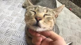 Cuddling cat