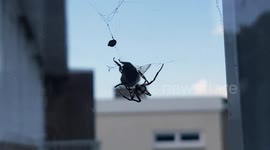 spider eat bee