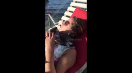 ☀️ Sleepy chihuahua having a nap on Mummy in the August heatwave ☀️