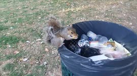 Squirrel close up in busy park