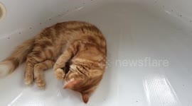 Crazy cat attacks cat nip toy in bathtub
