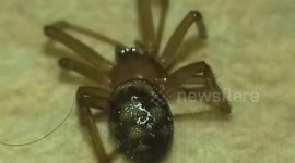 Spider close up on Rug