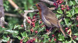 Robin in summer