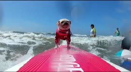 Cute pug goes on surf ride