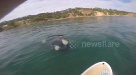 Paddle boarder has close encounter with massive whale