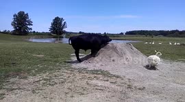 Baby Moo Playing in Gravel