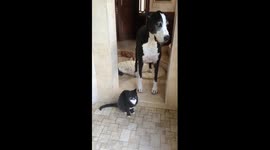 Funny Great Dane watches cat drink from the shower in slow motion