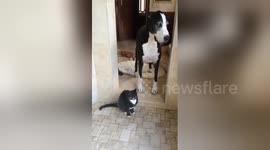 Newsflare Edit - Funny Great Dane watches cat drink from the shower in slow motion