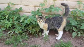 Kitten Who Runs with the Wolves