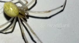 Comb-footed Spider - Enoplognatha ovata
