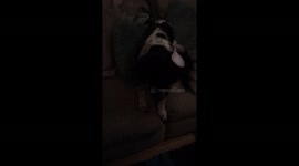 Puppy gets a sticker on his back! Funny!
