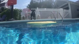 Dog desperate to find favorite hidden ball