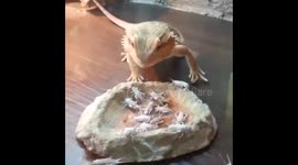 Pet bearded dragon feeds on live crickets