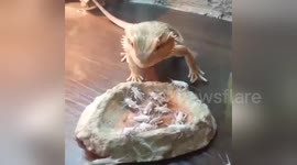 Newsflare Edit - Bearded Dragon eating Crickets