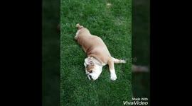 Darla just wants to play