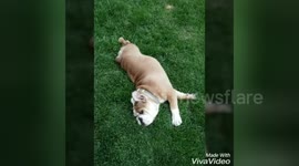Newsflare Edit - Darla just wants to play