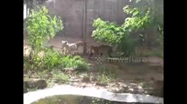 Funny serval likes to tease the lion cubs