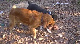 Dogs play fighting with towel in knots toy
