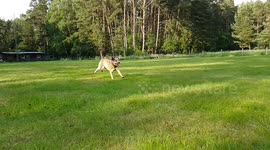 Chesapeake Bay Retriever gets Dummy