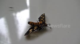 Tenacious ant drags large moth along the floor