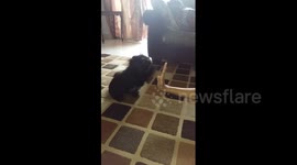 Adorable puppy trained to give high-fives