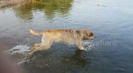 Chesapeake Bay Retriever jumps into lake